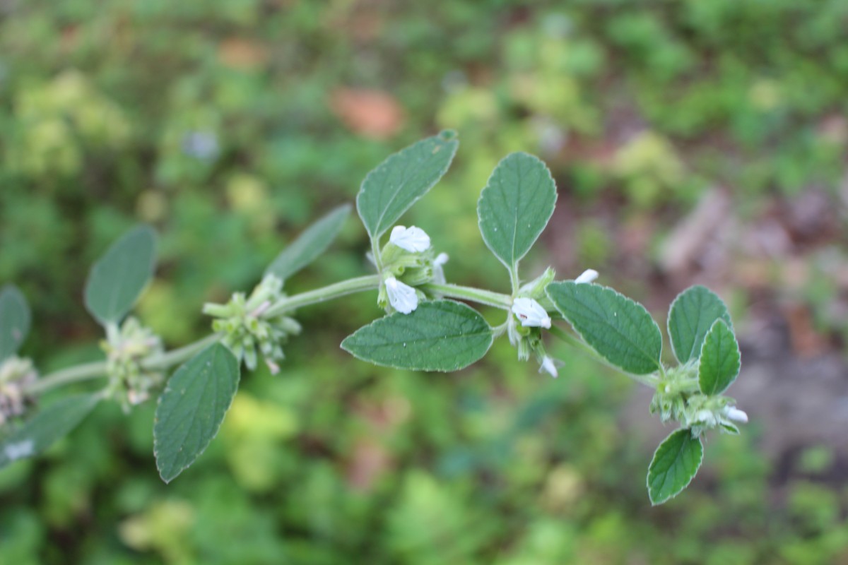 Leucas marrubioides Desf.